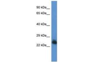 Image no. 1 for anti-Forty-Two-Three Domain Containing 1 (FYTTD1) (AA 134-183) antibody (ABIN6746830) (FYTTD1 antibody  (AA 134-183))