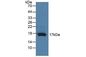 Detection of RNASE4 in Rat Pancreas Tissue using Polyclonal Antibody to Ribonuclease A4 (RNASE4) (RNASE4 antibody  (AA 30-147))