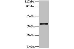 Western blot All lanes: SUCNR1 antibody at 6 μg/mL + Hela whole cell lysate Secondary Goat polyclonal to rabbit IgG at 1/10000 dilution Predicted band size: 39 kDa Observed band size: 39 kDa (SUCNR1 antibody  (AA 303-334))