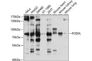Western blot analysis of extracts of various cell lines, using PODXL antibody (ABIN6130628, ABIN6145871, ABIN6145872 and ABIN6214356) at 1:1000 dilution.