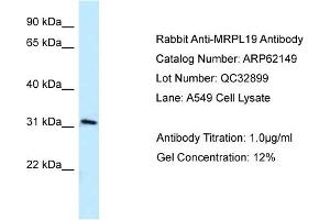 Western Blotting (WB) image for anti-Mitochondrial Ribosomal Protein L19 (MRPL19) (C-Term) antibody (ABIN2789037) (MRPL19 antibody  (C-Term))