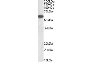 ABIN987272 (0. (LCK antibody  (AA 39-52))