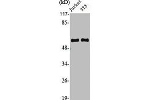 Western Blot analysis of Jurkat NIH-3T3 cells using Cyclin A1 Polyclonal Antibody (Cyclin A1 antibody  (C-Term))
