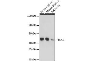 Western blot analysis of extracts of various cell lines, using RCC1 Rabbit mAb (ABIN1512845, ABIN3021028, ABIN3021029 and ABIN7101332) at 1:1000 dilution. (RCC1 antibody)