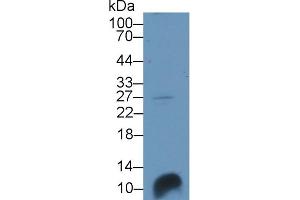 Detection of SCGB3A1 in Porcine Lung lysate using Polyclonal Antibody to Secretoglobin Family 3A, Member 1 (SCGB3A1) (SCGB3A1 antibody  (AA 21-104))