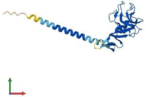 AlphaFold protein structure predicition of Mouse Recombinant Clec6a Protein, UniprotID Q9JKF4 (C-Type Lectin Domain Family 6, Member A (CLEC6A) (AA 1-209) protein (His tag))