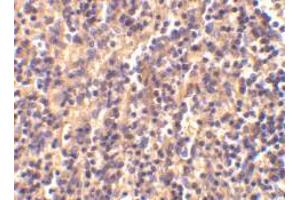 Immunohistochemical staining of human spleen tissue using AP30198PU-N caspase-4 antibody at 2 μg/ml. (Caspase 4 antibody  (Intermediate Domain))