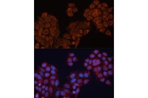 Immunofluorescence analysis of HeLa cells using  antibody (ABIN6127341, ABIN6136780, ABIN6136781 and ABIN6220209) at dilution of 1:100. (ALDH6A1 antibody  (AA 326-535))