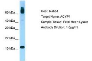 Image no. 1 for anti-Acylphosphatase 1, Erythrocyte (Common) Type (Acyp1) (AA 36-85) antibody (ABIN6750083) (ACYP1 antibody  (AA 36-85))