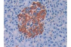 Detection of BCHE in Human Pancreas Tissue using Polyclonal Antibody to Butyrylcholinesterase (BCHE) (Butyrylcholinesterase antibody  (AA 29-150))