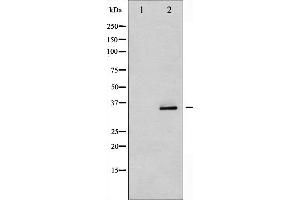 Western blot analysis of CDK5 phosphorylation expression in EGF treated COS7 whole cell lysates,The lane on the left is treated with the antigen-specific peptide. (CDK5 antibody  (pTyr15))