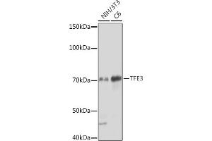 Western blot analysis of extracts of various cell lines, using TFE3 Rabbit mAb (ABIN1683323, ABIN3015205, ABIN3015206 and ABIN7101320) at 1:1000 dilution. (TFE3 antibody)