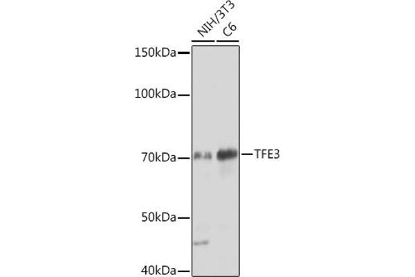 TFE3 Antikörper