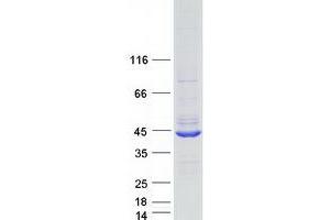 Validation with Western Blot (C7ORF57 Protein (Myc-DYKDDDDK Tag))