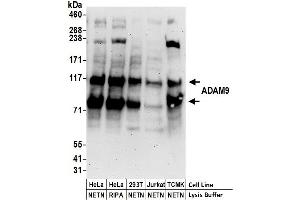 anti-ADAM Metallopeptidase Domain 9 (ADAM9) (AA 400-450) antibody