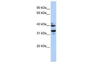 WB Suggested Anti-ZNF550 Antibody Titration:  0. (ZNF550 antibody  (N-Term))
