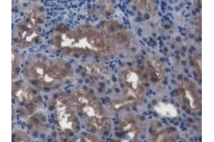 Detection of BMP4 in Porcine Kidney Tissue using Polyclonal Antibody to Bone Morphogenetic Protein 4 (BMP4) (BMP4 antibody  (AA 25-201))