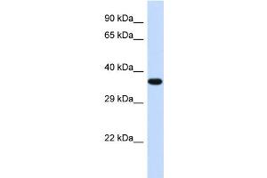 Western Blotting (WB) image for anti-Transducer of ERBB2, 2 (TOB2) (Middle Region) antibody (ABIN2500516) (TOB2 antibody  (Middle Region))