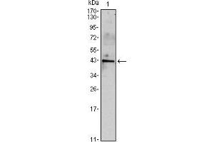 Western blot analysis using INHA mouse mAb against mouse spermary (1) tissues lysate. (Inhibin alpha antibody)