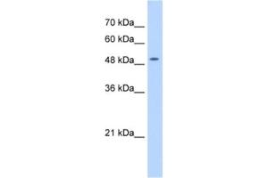 Western Blotting (WB) image for anti-N(alpha)-Acetyltransferase 16, NatA Auxiliary Subunit (NAA16) antibody (ABIN2463231) (NARG1L antibody)