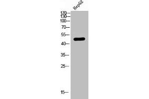 Western Blot analysis of HEPG2 using LPAAT-θ Polyclonal Antibody (AGPAT9 antibody  (C-Term))