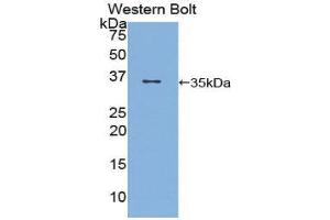 Western Blotting (WB) image for anti-CD1d Molecule (CD1D) (AA 32-302) antibody (ABIN1858292) (CD1d antibody  (AA 32-302))