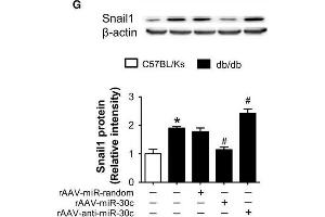Snail1 is a target of miR-30c. (SNAIL antibody  (C-Term))