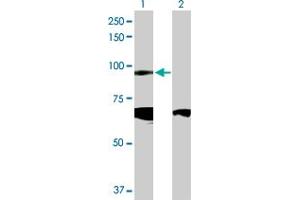 Western Blot analysis of CDH19 expression in transfected 293T cell line by CDH19 MaxPab polyclonal antibody.