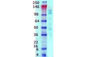 Western Blotting rat brain membrane 1 in 1000 GABA(Beta)R1. (GABBR1 antibody  (AA 873-977))