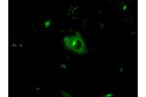 Immunofluorescence (IF) image for anti-Amyloid beta (A4) Precursor Protein (APP) antibody (ABIN1496875) (APP antibody)