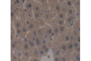 Figure. (Aryl Hydrocarbon Receptor antibody  (AA 126-385))