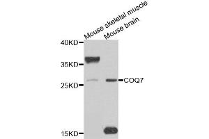 Western blot analysis of extracts of mouse skeletal muscle, using COQ7 antibody.