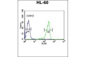 CN3 Antibody (C-term) 9817b flow cytometric analysis of HL-60 cells (right histogram) compared to a negative control cell (left histogram). (Calpain 3 antibody  (C-Term))