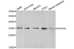 Western blot analysis of extracts of various cell lines, using SFTPA1 antibody. (Surfactant Protein A1 antibody)