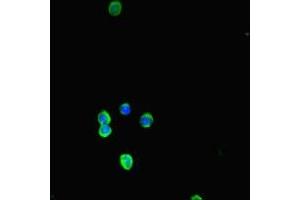 Immunofluorescent analysis of HepG2 cells using ABIN7177710 at dilution of 1:100 and Alexa Fluor 488-congugated AffiniPure Goat Anti-Rabbit IgG(H+L) (NLRP3 antibody  (AA 1-153))