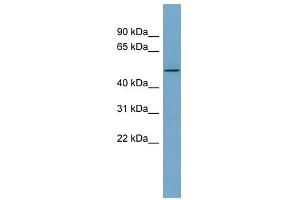 TCP11 antibody used at 1 ug/ml to detect target protein.