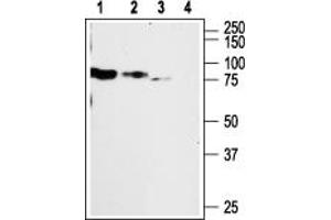 Western blot analysis of differentiated (lanes 1 and 3) and non-differentiated (lanes 2 and 4) PC12 cell lysates:1,2. (Purinergic Receptor P2X, Ligand Gated Ion Channel 2 (P2RX2) Peptide)