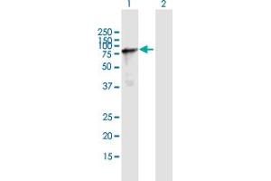 Western Blot analysis of NSRP1 expression in transfected 293T cell line by NSRP1 MaxPab polyclonal antibody. (NSRP1 antibody  (AA 1-558))