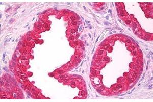 Anti-NOL3 antibody IHC staining of human prostate. (NOL3 antibody  (AA 191-208))