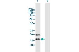 Western Blot analysis of PFDN4 expression in transfected 293T cell line by PFDN4 MaxPab polyclonal antibody.