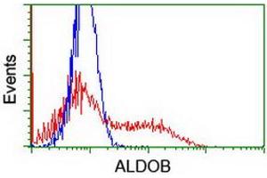 Image no. 2 for anti-Aldolase B, Fructose-Bisphosphate (ALDOB) antibody (ABIN1496607) (ALDOB antibody)