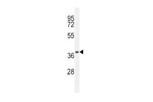 Western blot analysis in A549 cell line lysates (35ug/lane). (CD14 antibody  (N-Term))