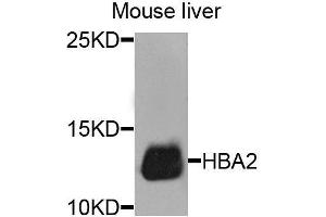 Western blot analysis of extracts of mouse liver, using HBA2 antibody. (HBa2 antibody  (AA 1-142))
