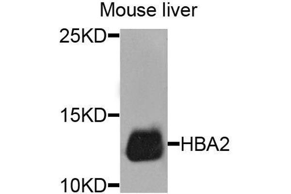 HBa2 antibody  (AA 1-142)