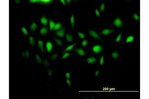 Immunofluorescence of purified MaxPab antibody to NDUFA13 on HeLa cell. (NDUFA13 antibody  (AA 1-144))