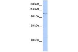 Image no. 1 for anti-Helicase, Lymphoid-Specific (HELLS) (AA 756-805) antibody (ABIN6742688) (HELLS antibody  (AA 756-805))