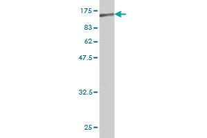 Western Blot detection against Immunogen (65.