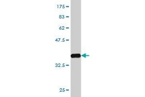 Western Blot detection against Immunogen (37. (GPR84 antibody  (AA 208-316))