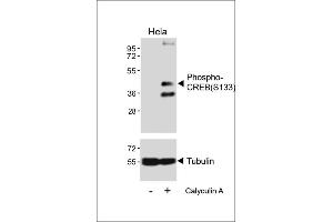 Western blot analysis of lysates from Hela cell line, untreated or treated with 20 % FBS + 100nM Calyculin A, using Phospho-CREB Antibody (upper) or tubulin(lower). (CREB1 antibody  (pSer133))