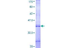 IFNA5 Protein (AA 100-189) (GST tag)